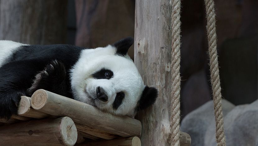 The Year In Review - Our Top Five Feel-Good Animals Stories