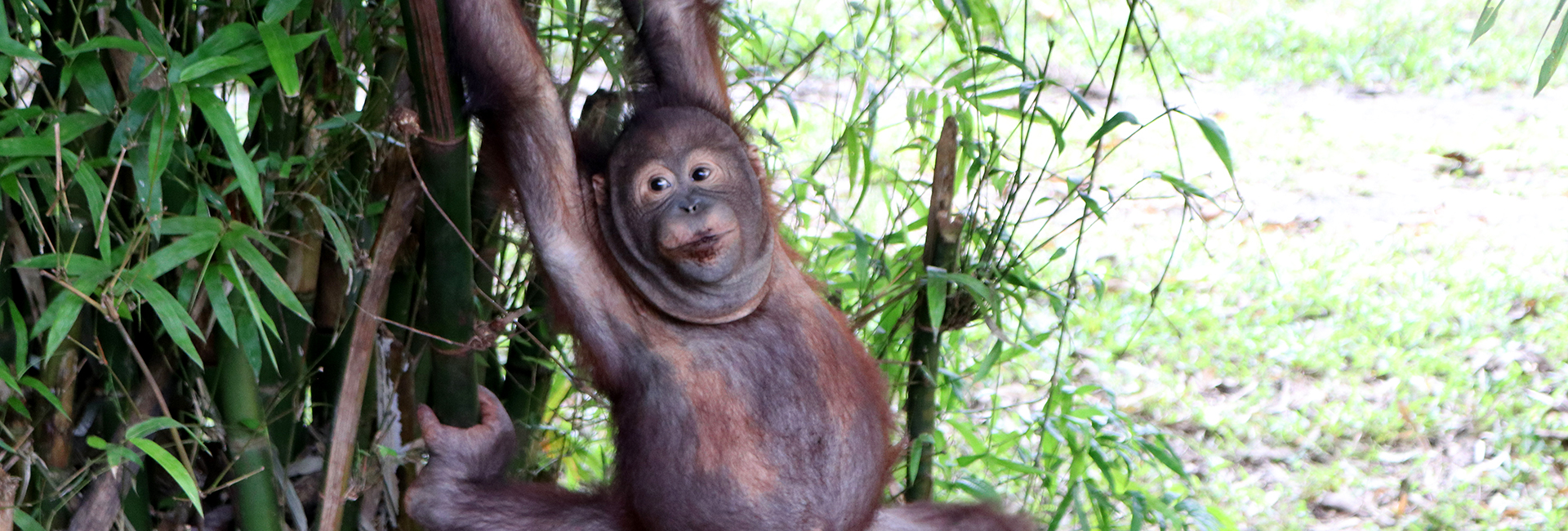 Connor's Borneo Adventure - Apes, Adventures, And An Aversion To Papaya Leaf...