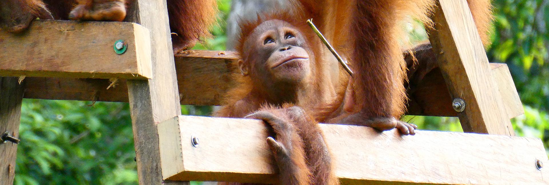 The Nyaru Menteng Honey Dipper Project!