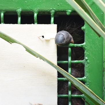 Orangutan Release Update - The Journey To The Forest Begins!