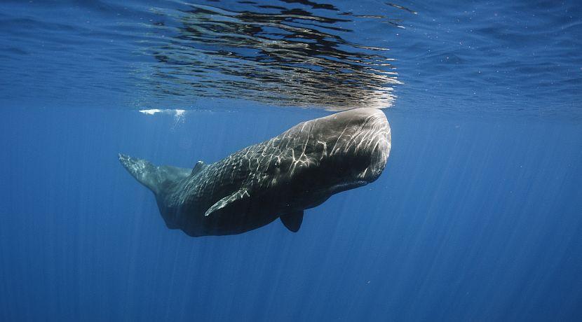 Volunteer with Whales - New Project Launch