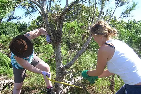 Cutting Down a tree at Kariega