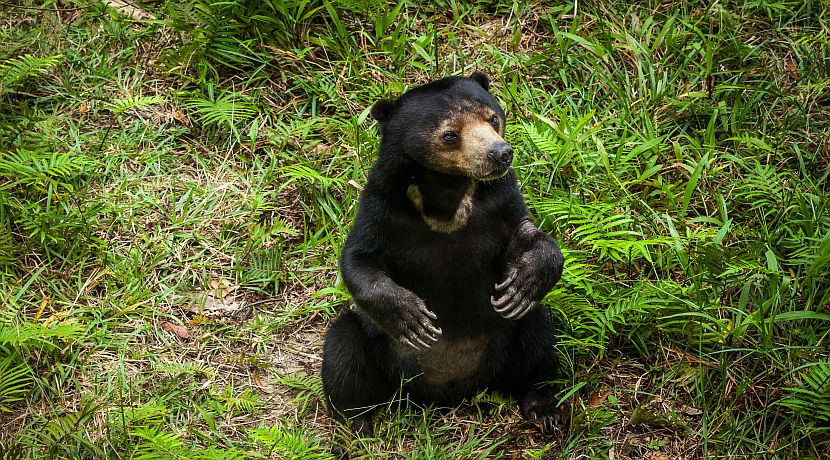Sun Bears At Samboja - An Update!