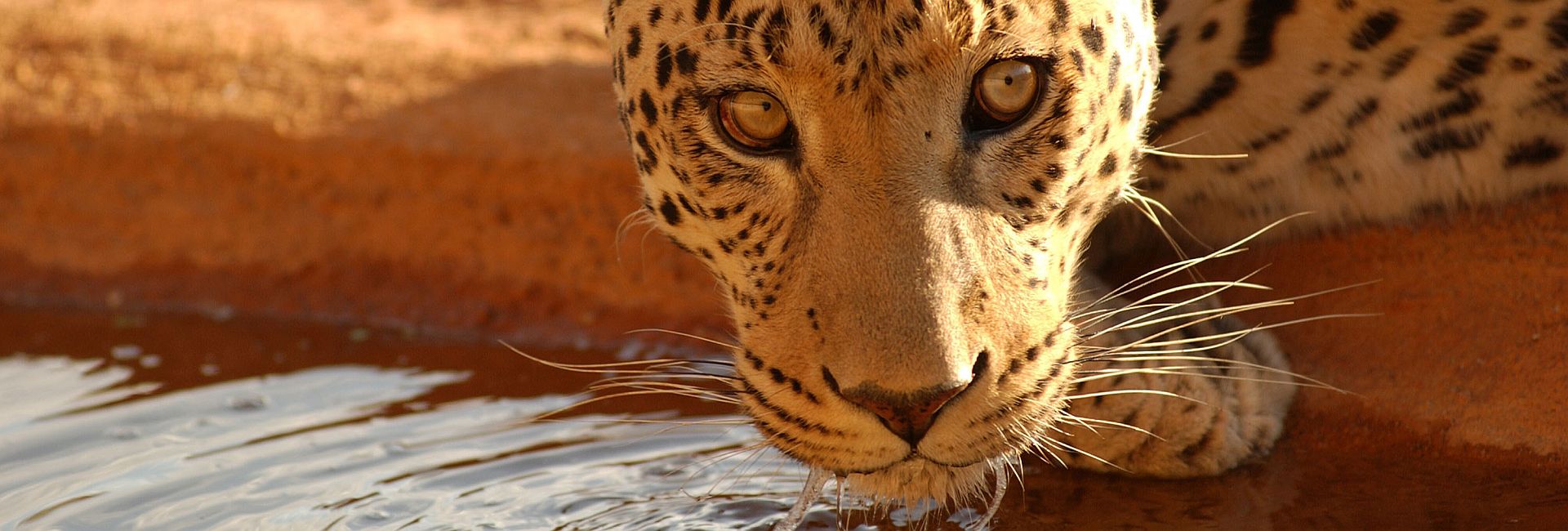 A Breathtaking Update From The Zululand Wildlife Conservation Project 