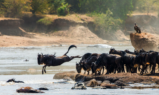 Wildlife