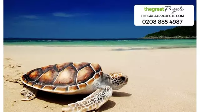 Volunteer with Turtles
