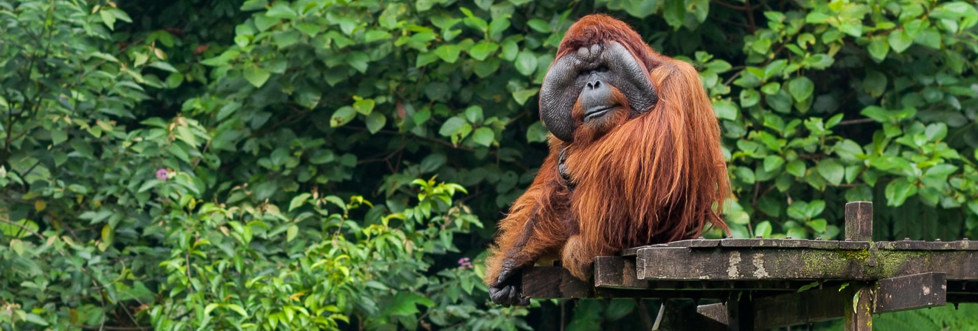 What Makes The Great Orangutan Project Great?