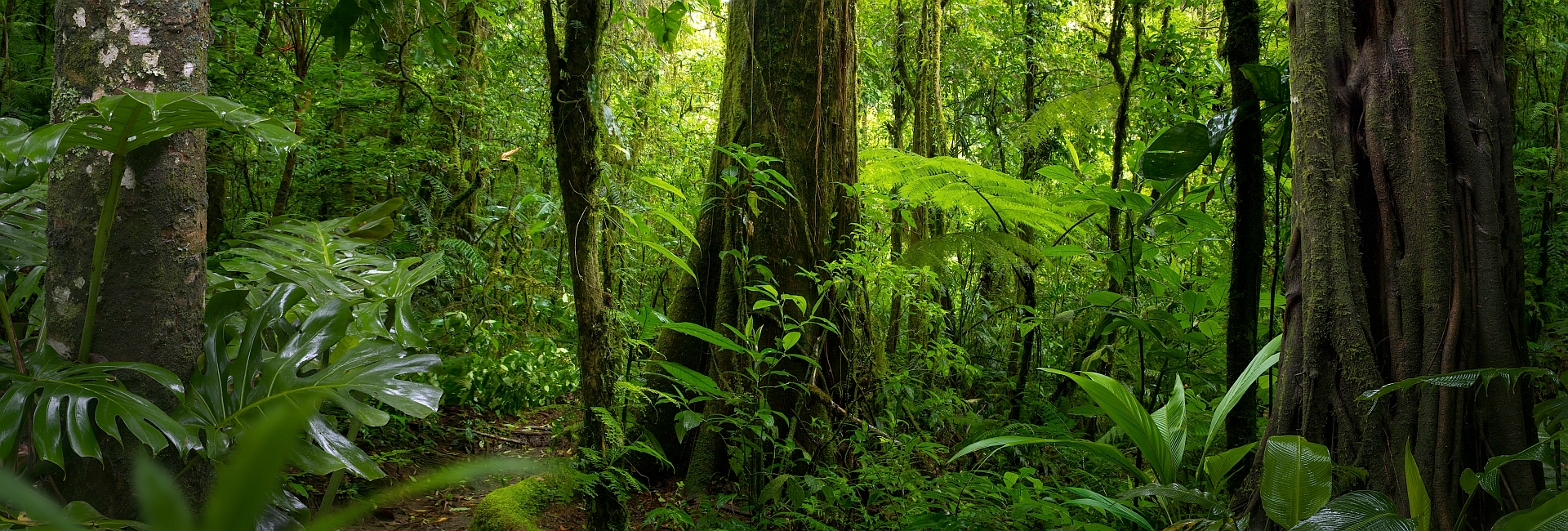The Great Orangutan and Pygmy Elephant Project - 2021 Camera Trap Snaps!