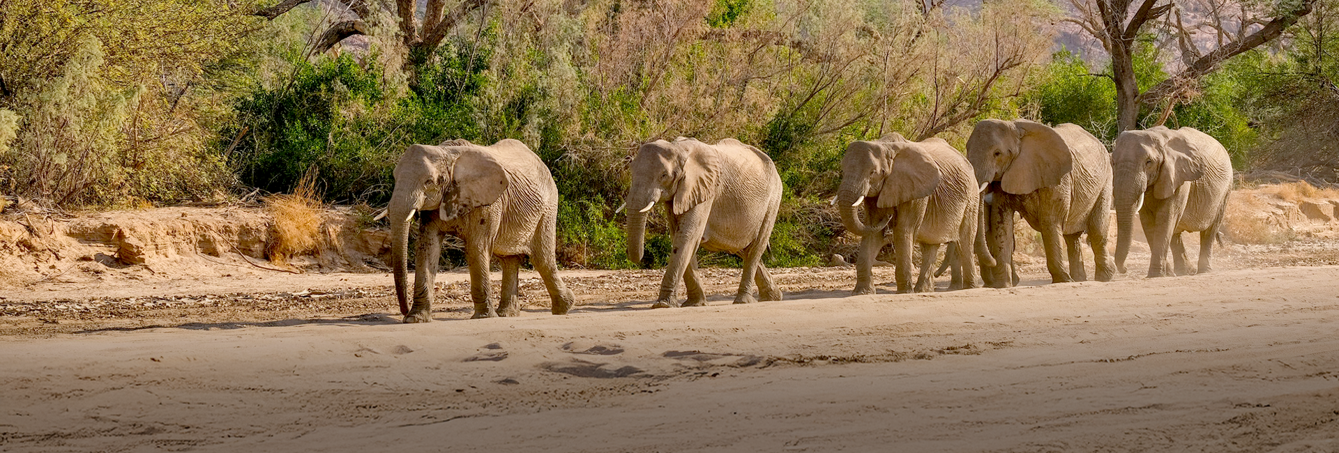 The Passing of a Matriarch – A Herd in Transition