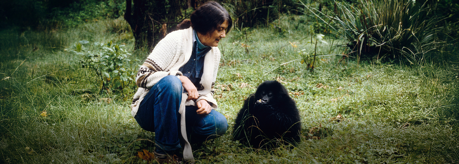 Honouring Dian Fossey’s Legacy on World Gorilla Day