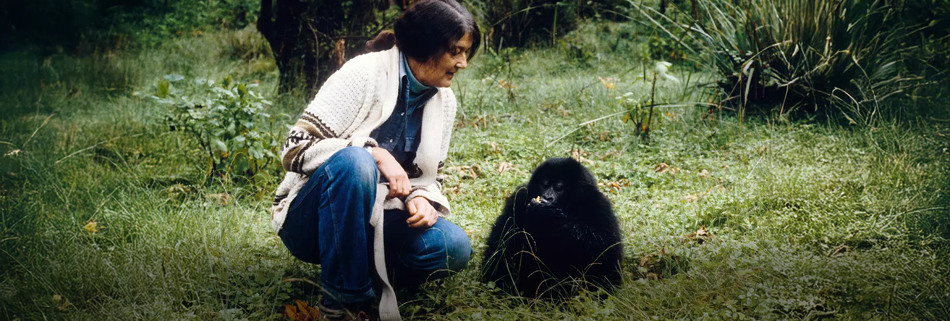 Honouring Dian Fossey’s Legacy on World Gorilla Day