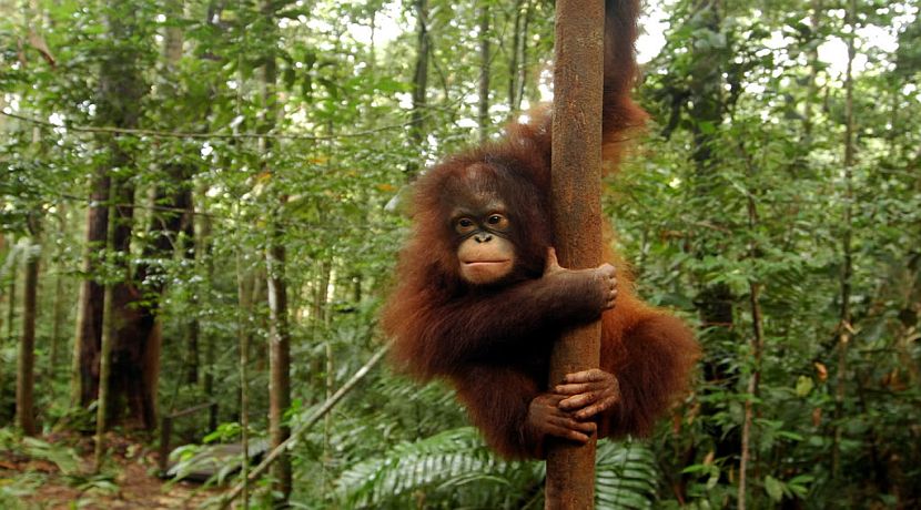Update from IAR Orangutan Project Indonesia: The Babies Are Close To Release!