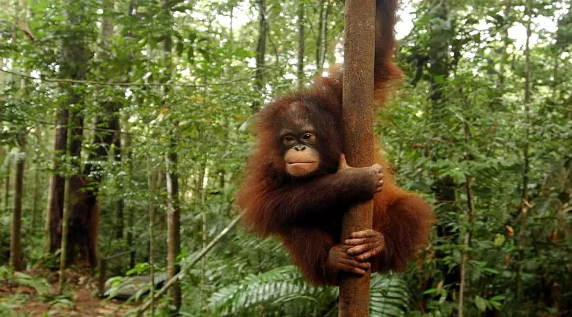 Update from IAR Orangutan Project Indonesia: The Babies Are Close To Release!