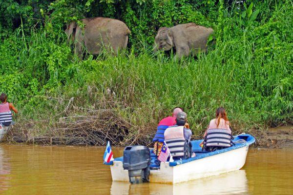 Viewing Pygmy Elephants on The Great Orangutan and Pygmy Elephant Project