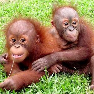 IAR Orangutan Project 