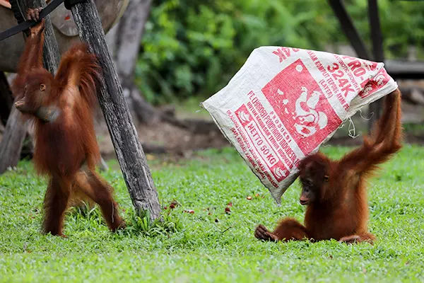 Enrichment at Nyaru Menteng Orangutan Sanctuary