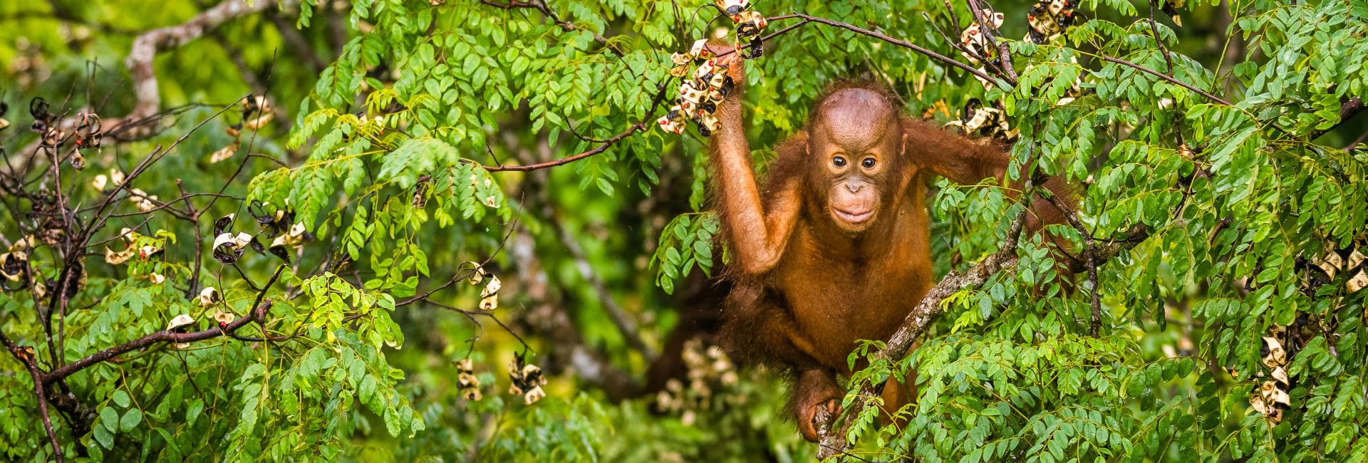 Learn All About Lynn's Time On The Orangutan And Tribes Voluntour!