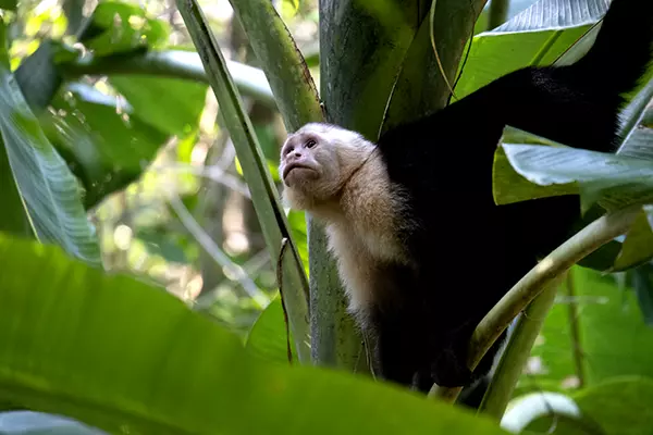 Mammal Monitoring