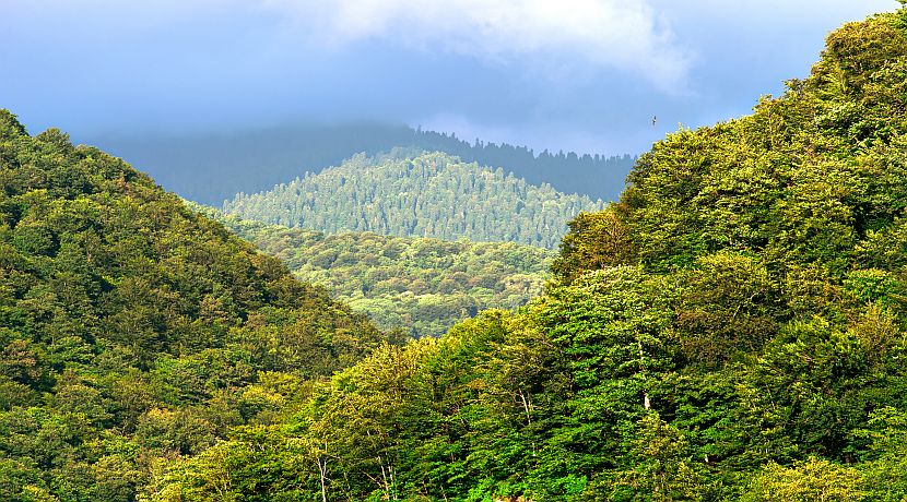 International Day of Forests 2016