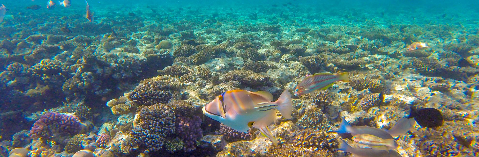 Why Should You Visit Mafia Island? 