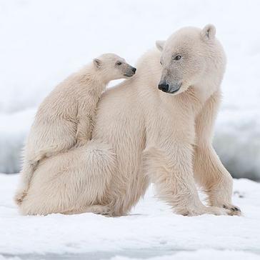 International Polar Bear Day 2017