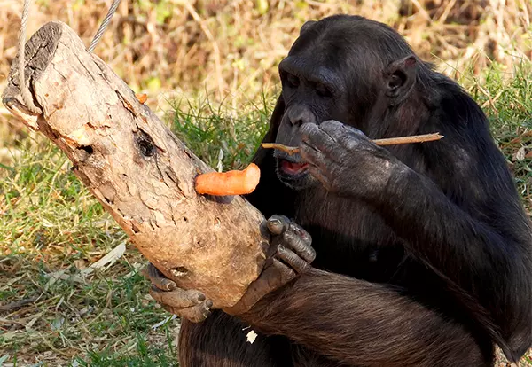 Enrichment at Chimp Eden - The Jane Goodall Institute