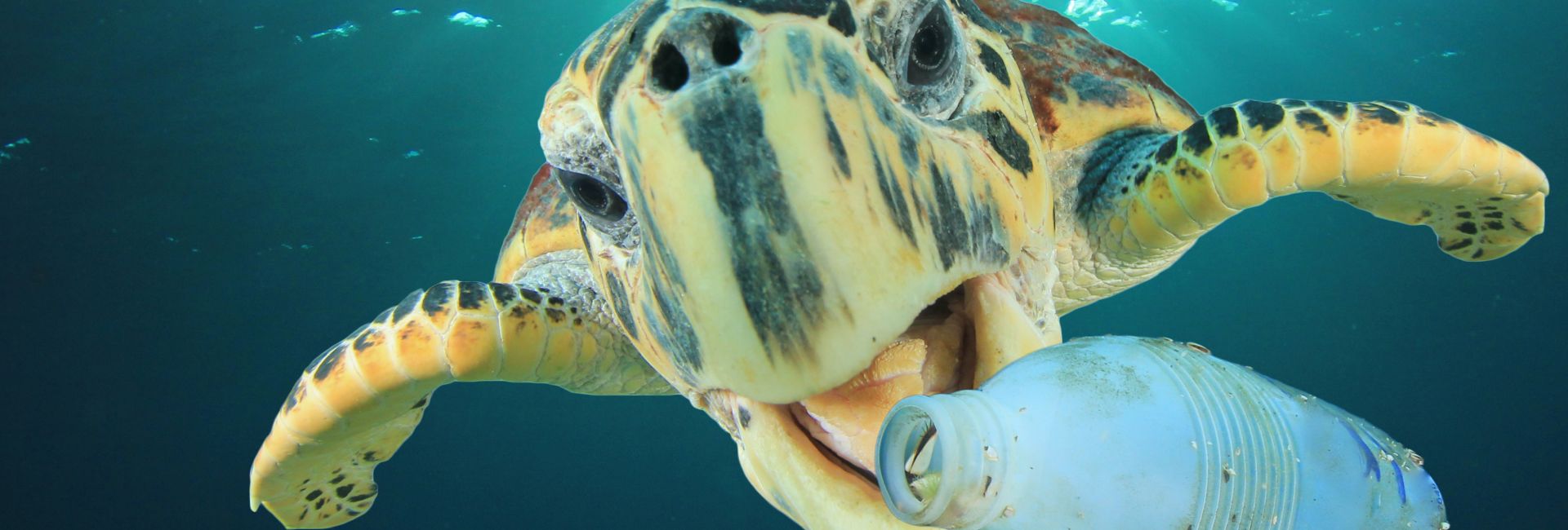 How The Perhentian Islands Marine Project Keeps Their Coasts Clear