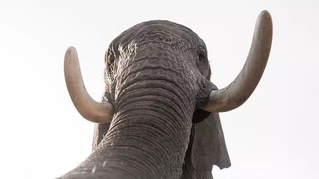 Volunteer with Elephants with The Great Projects