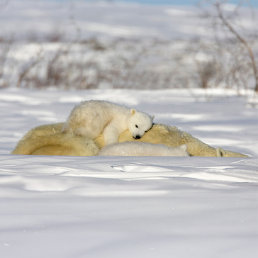 The 12 Best and Worst Mothers in the Animal Kingdom on Mother's Day 