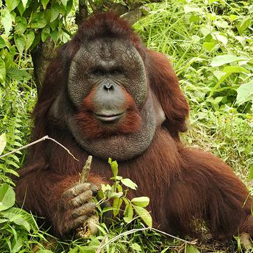 Kopral The Orangutan Moves Onto Island 3 During Lockdown!