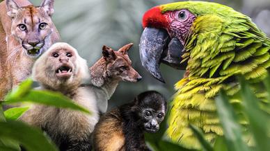 Costa Rica Wildlife Sanctuary - Project Video