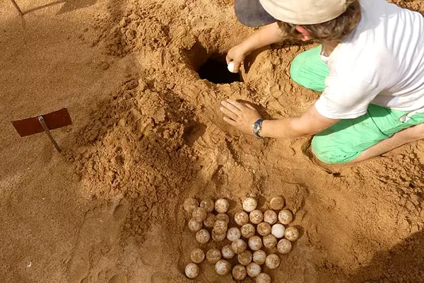 Burying Turtle Eggs