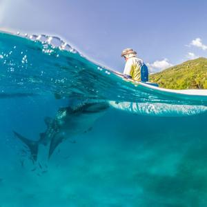 Mozambican Marine Conservation Project