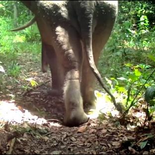 The Great Orangutan and Pygmy Elephant Project - 2021 Camera Trap Snaps!