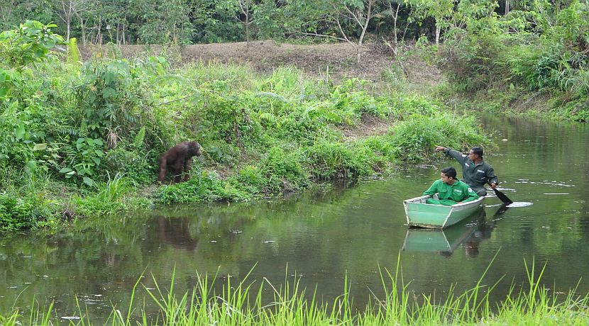Samboja Lestari Volunteer Review Video!