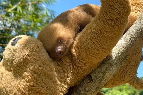 Boot Camp at Sloth Conservation and Wildlife Experience