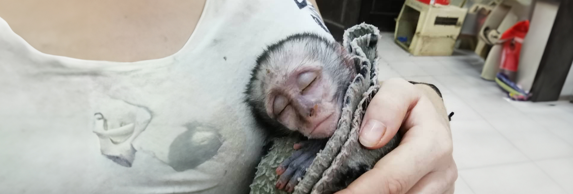 An Update From The Lilongwe Wildlife Centre - Rescuing Tom Brady