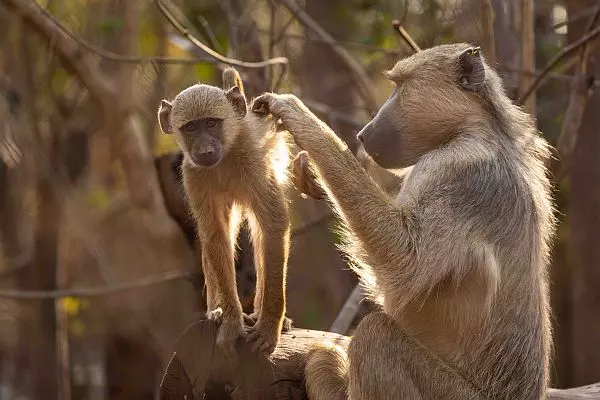 Observation & Monitoring at Lilongwe Wildlife Centre