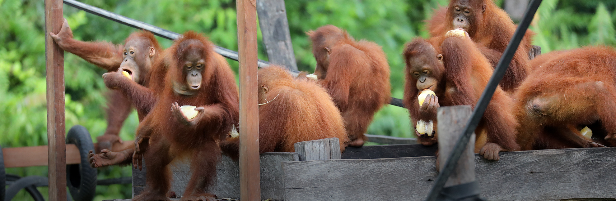 A Big Thank You To Our Supporters This International Orangutan Day!