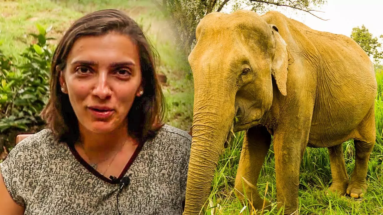 Filipa's Experience Of The Great Elephant Project! 