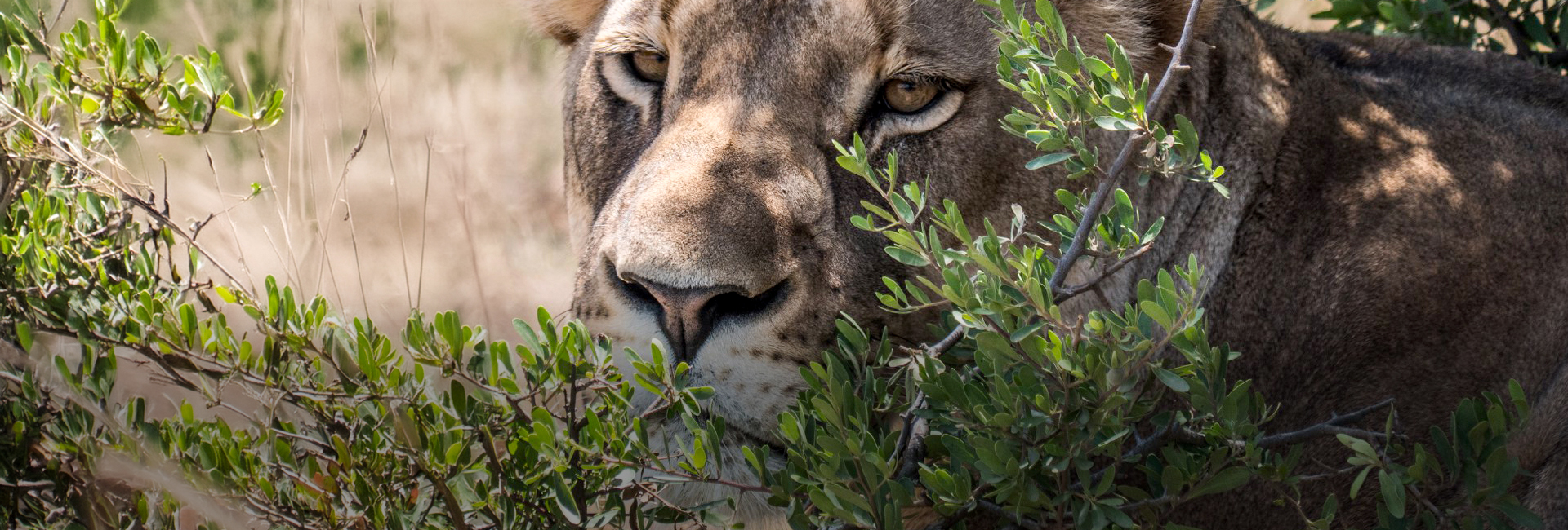 World Lion Day 2024: Celebrating a Milestone in Conservation Amidst the Challenges