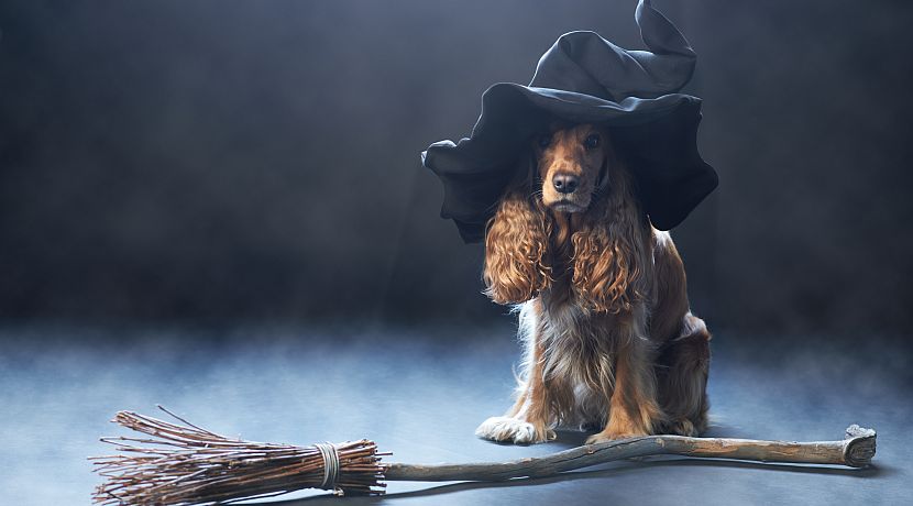 It's Almost Halloween - Take A Look At The Animals Ready To Celebrate!