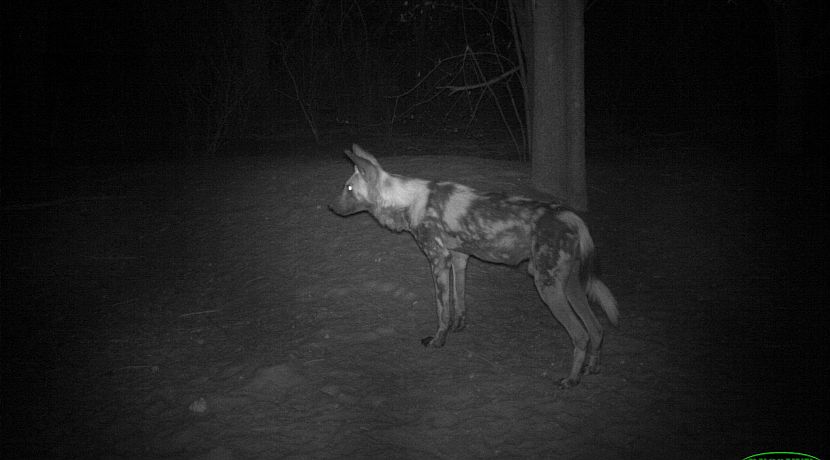 Camera Trap Sightings From Namibia! 