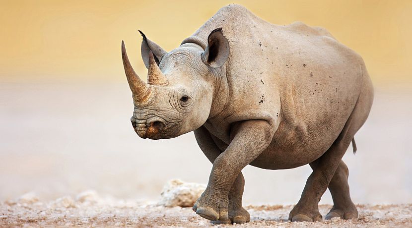 World Rhino News