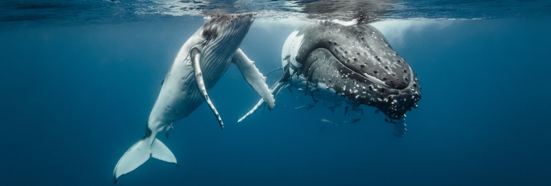 World Whale Day - Why Our Conservation Efforts Are More Important Now Than Ever Before