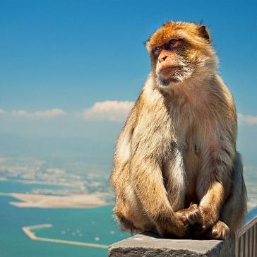 Meet Europe's Only Monkeys - The Barbary Macaques
