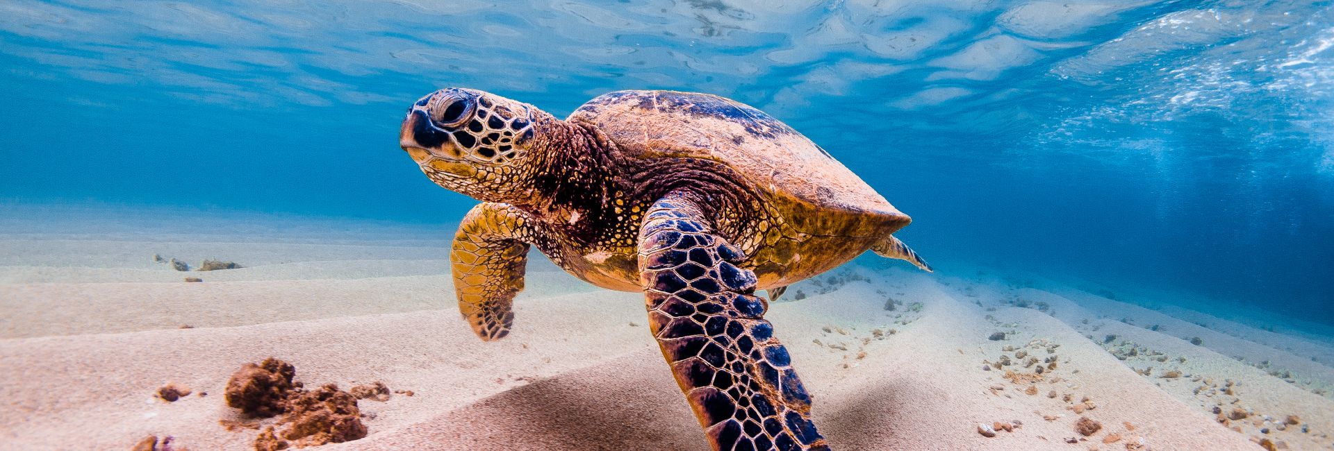 Sea Turtle Nesting Habits Explained -  We shed some light on one of the oceans biggest mysteries!