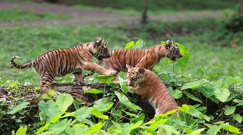 Our Easter Sunday Top 5 Cute Baby Animals!