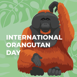 International Orangutan Day 2026