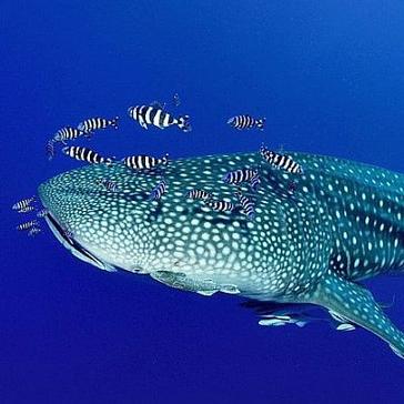 Happy International Whale Shark Day